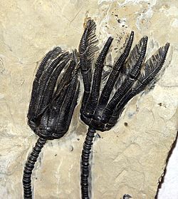 Fossile-seelilie