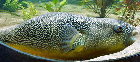 Giant Puffer fish skin pattern