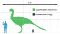 Gigantoraptor size
