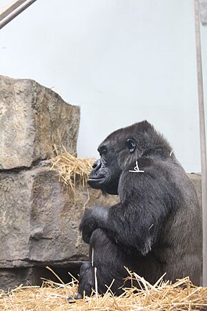 Gorilla at the Toledo Zoo