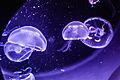 Greater Cleveland Aquarium (27680904403)