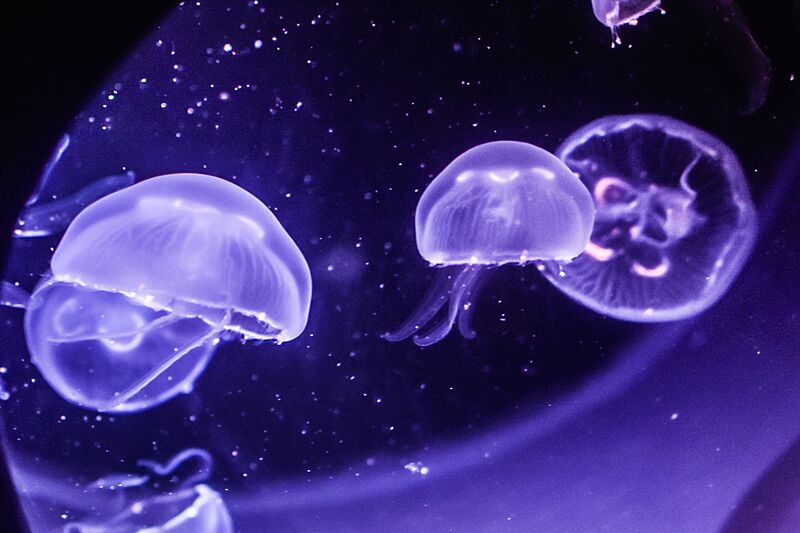 Greater Cleveland Aquarium (27680904403)