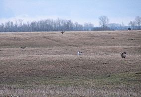 Greater Prairie Chickens at Buena Vista Marsh in April 2008