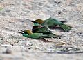 Green Bee-eaters (Merops orientalis) at Sindhrot near Vadodara, Gujrat Pix 254