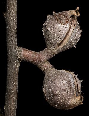 Hakea rhombales - Flickr - Kevin Thiele (1)