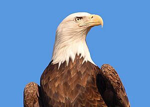 Haliaeetus leucocephalus