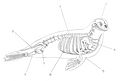 Harbor seal with skeleton GS