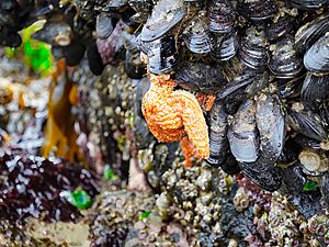 Haystack Rock Tidepools - 53060660827