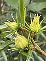 Hibiscus heterophyllus buds 01