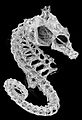 Hippocampus zosterae skeleton