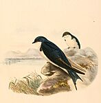 Hirundo dimidiata 1894