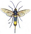 Hymenoptera Vielfalt Horntail