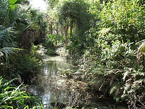 Juniper Springs Ocala National Forest