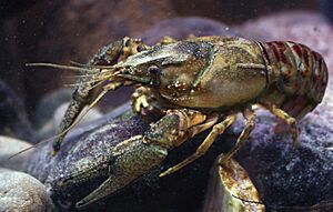 Kamberkrebs spiny-cheek crayfish Orconectes limosus male.jpg