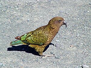 Kea (Nestor notabilis) -on ground-8