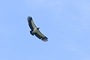 King Vulture soaring at Pacifico Lodge