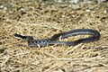 Kirtland's Snake
