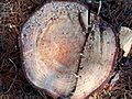 Korean pine (Pinus koraiensis) trunk cross section