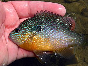 Longear sunfish