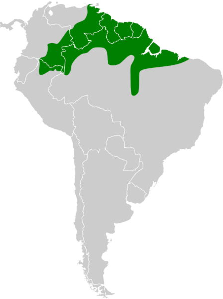 Lophotriccus galeatus map