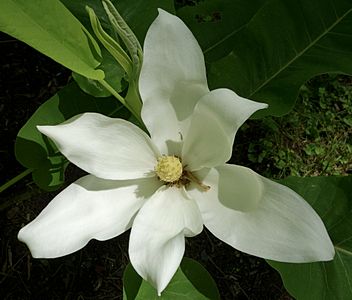 Magnolia macrophyla ssp. ashei flower