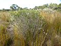 Melaleuca lateritia (habit)