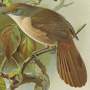 Mohoua novaeseelandiae buller birds new zealand (cropped)