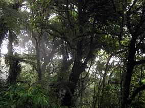 Monteverde bosque.jpg