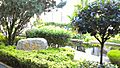 NCHS Front Garden 6 Jan 2016