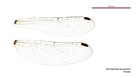 Nannophlebia mudginberri female wings (34672352290)