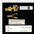 Naturalis Biodiversity Center - RMNH.MAM.15908.a pal - Vampyrum spectrum - skull