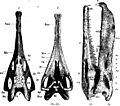 Nicrosaurus1Zittel