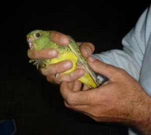 Night Parrot capture crop