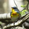 Northern Parula (16538654723)