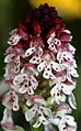 Orchis ustulata wiki mg-k02