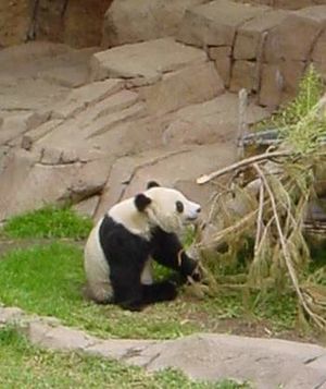 Panda eating Bamboo