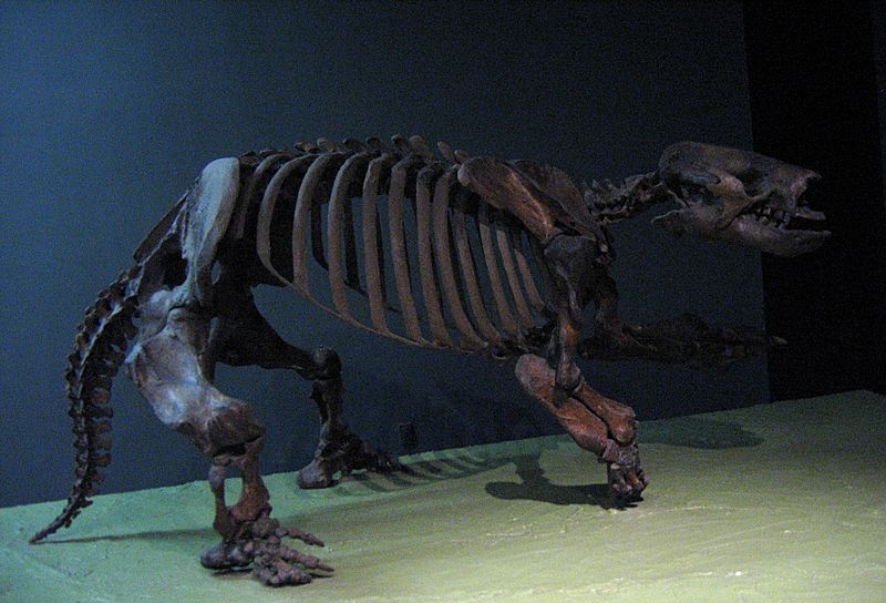 Paramylodon harlani