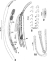 Parasite180037-fig3 FIGS 6-10 Pararhadinorhynchus magnus