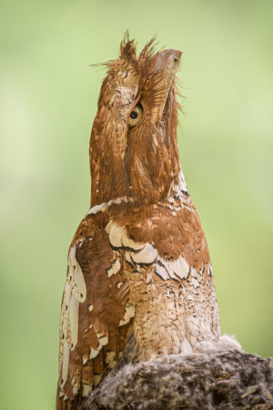 Philippine Frogmouth.png