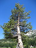 Pinus contorta Lassen.jpg