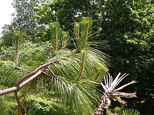 Pinus devoniana 02.jpg