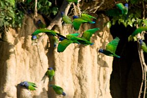 Pionus menstruus -Peru -clay lick-8