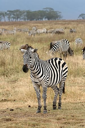 A herd of plains zebra ("Equus quagga")