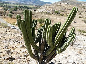 Polaskia chende (5742284017).jpg