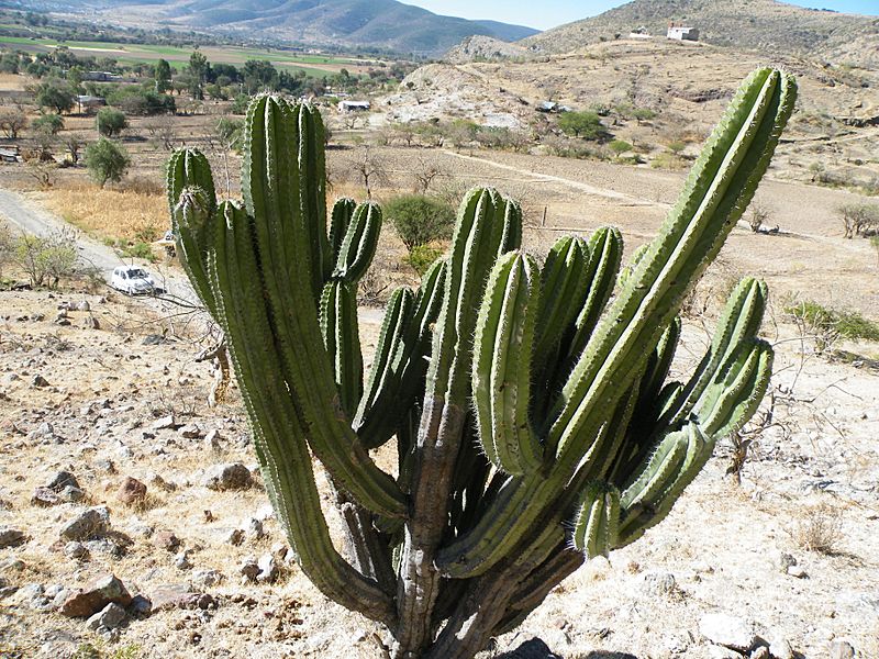 Polaskia chende (5742284017)