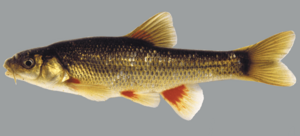 Pseudobarbus asper Gamtoos system.png