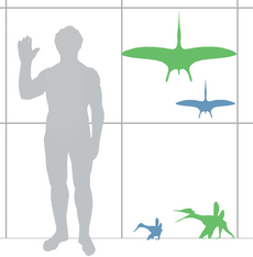 Pterodactylus scale mmartyniuk wiki