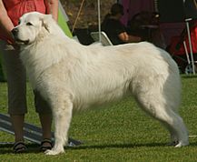 White Pyrenean Mountain Dog