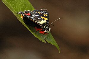 Regentskipper