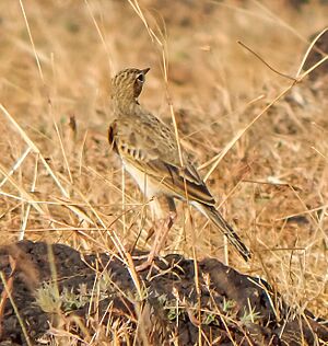 Richards pipit-Head turn